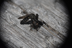 Coleomyia