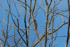 Melanerpes hoffmannii