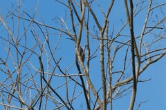 Melanerpes hoffmannii