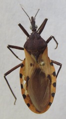 Triatoma dimidiata