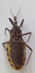 Triatoma dimidiata