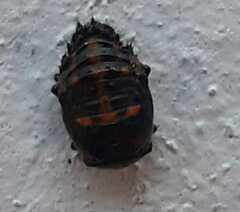 Harmonia axyridis