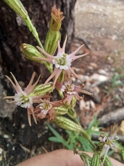 Silene scouleri