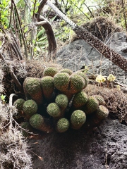 Mammillaria karwinskiana