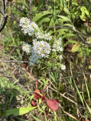 Symphyotrichum urophyllum