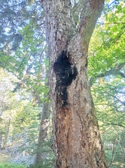 Inonotus
