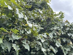 Vitis riparia