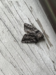 Acronicta