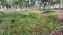 Potamogeton polygonifolius