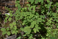 Lonicera utahensis