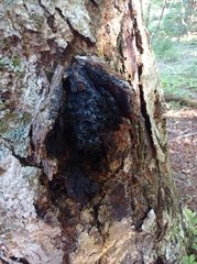 Inonotus