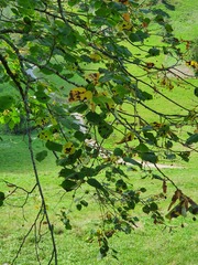Tilia platyphyllos