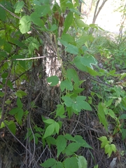 Clematis alpina sibirica