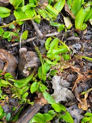 Potamogeton polygonifolius