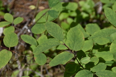 Lonicera utahensis
