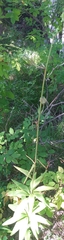 Lilium martagon pilosiusculum