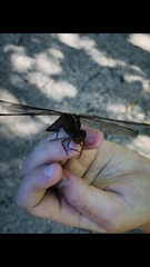 Libellula