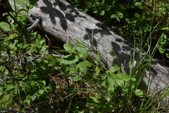 Vaccinium membranaceum