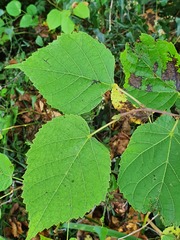 Tilia platyphyllos