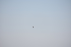 Neophron percnopterus