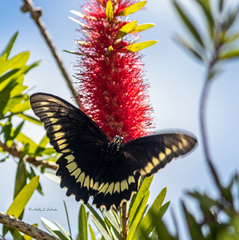 Battus polydamas lucayus
