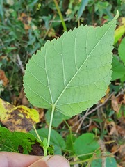 Tilia platyphyllos