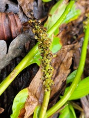 Potamogeton polygonifolius