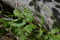 Vaccinium membranaceum
