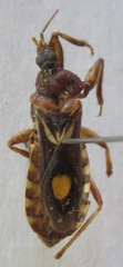 Reduviidae