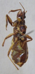 Reduviidae