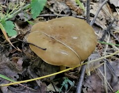 Tricholoma albobrunneum