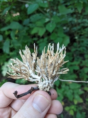 Sebacina schweinitzii