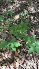 Anemone virginiana