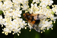 Volucella inflata