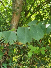 Ulmus glabra