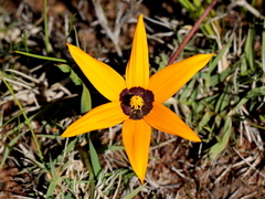 Pauridia canaliculata