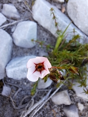 Adenandra