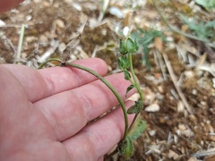 Helminthotheca echioides
