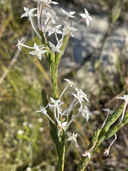 Struthiola myrsinites