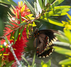 Battus polydamas lucayus