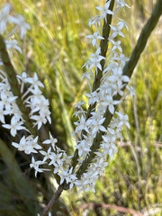 Struthiola myrsinites