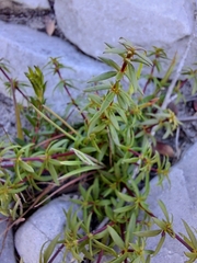 Adenandra