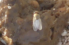 Ephydroidea
