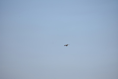 Neophron percnopterus