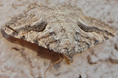 Frederickia s-signata