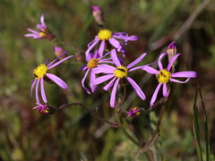 Senecio umbellatus