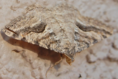 Frederickia s-signata