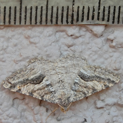 Frederickia s-signata