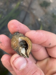 Pagurus granosimanus