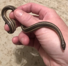 Tropidoclonion lineatum